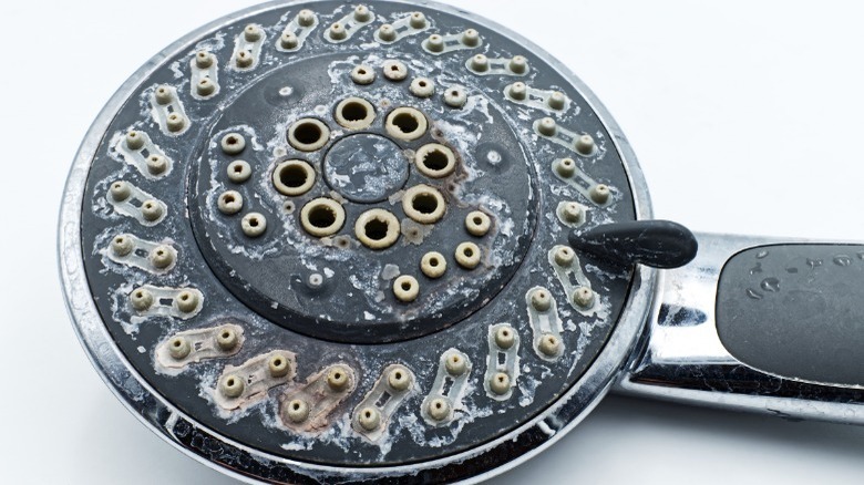 Limescale buildup on a showerhead and bathroom fixtures